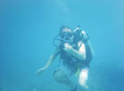 Fijian Blue Starfish
